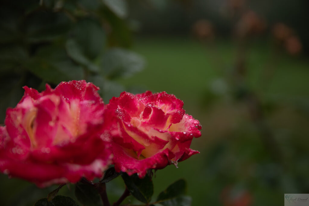 Red and Yellow Rose