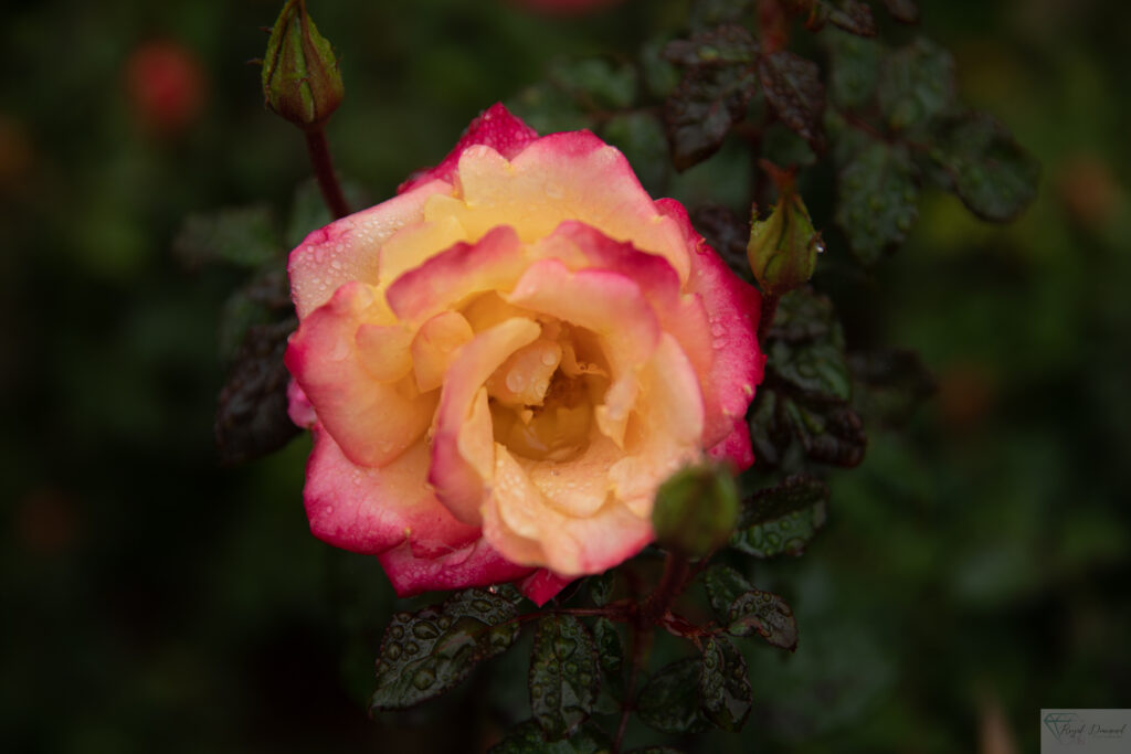 Peach and Yellow Rose