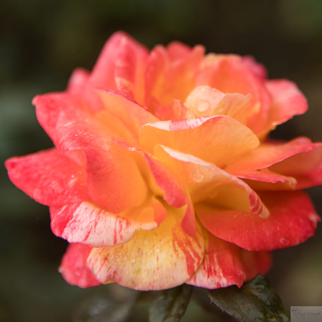 Peach and Yellow Rose