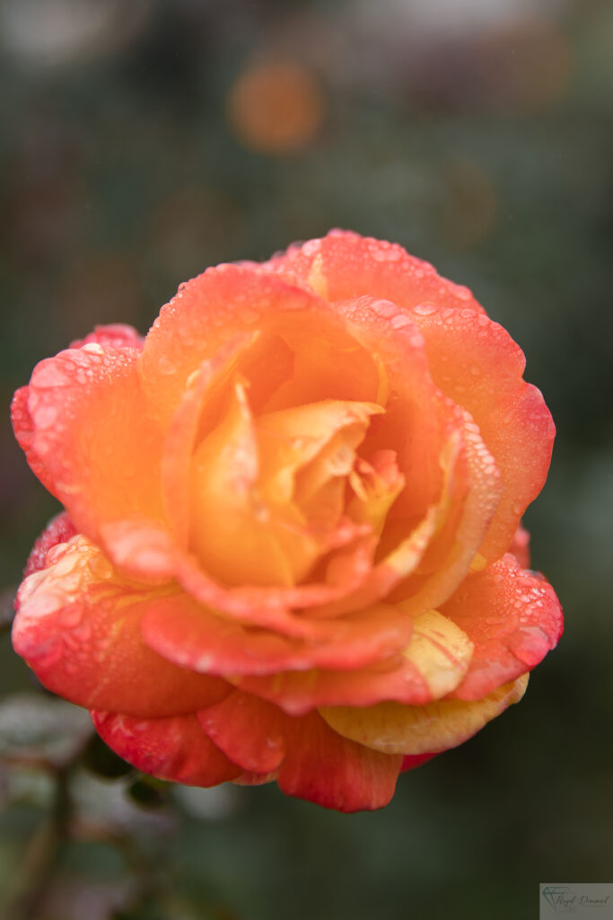 Peach and Yellow Rose