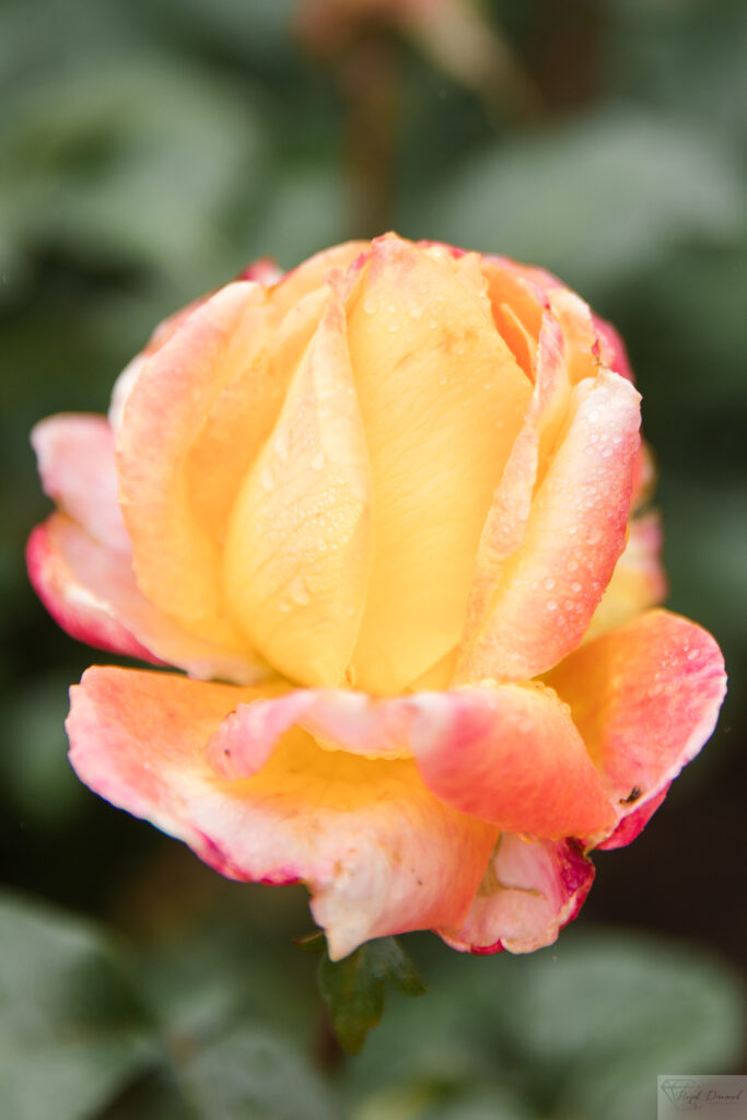 Peach and Yellow Rose
