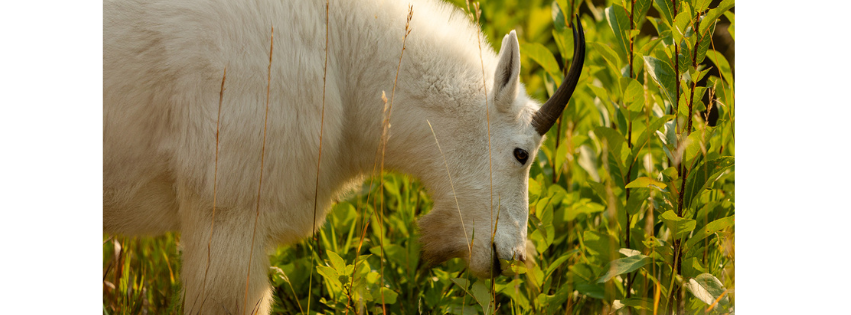 Mountain Goat